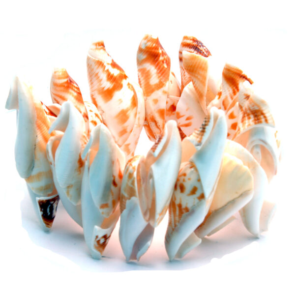 Gehna Jaipur White & Brown Cone Natural Sea Shell Pearl Bracelet/Adjustable Wrist Band For Girls & Women BS-1123