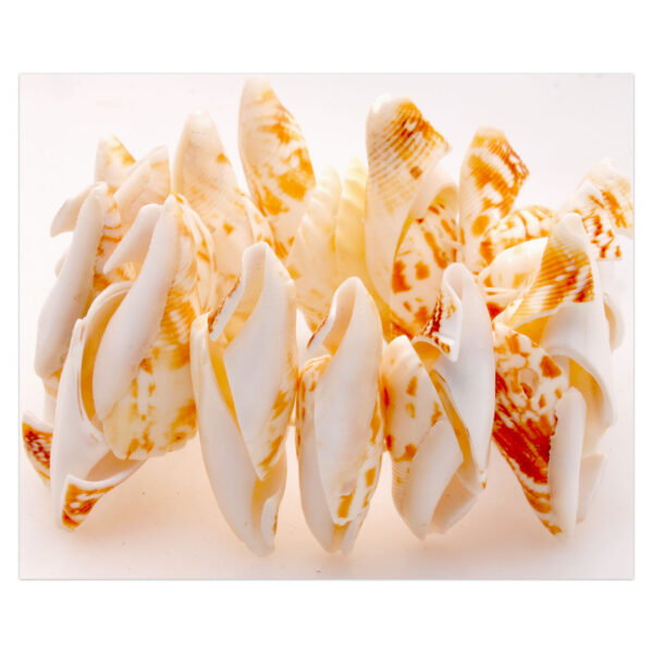 Gehna Jaipur White & Brown Cone Natural Sea Shell Pearl Bracelet/Adjustable Wrist Band For Girls & Women BS-1123